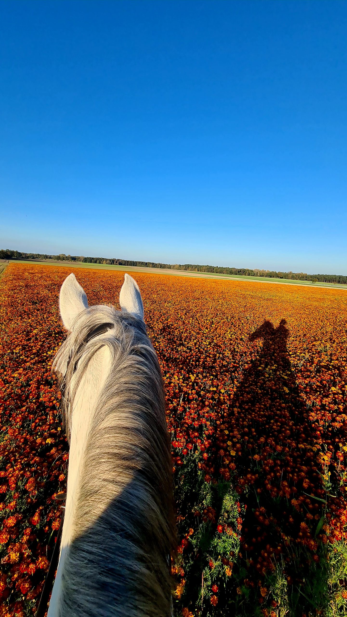 Kopf eines weißen Pferdes vor einer Blumenwiese aus Perspektive des Reiters